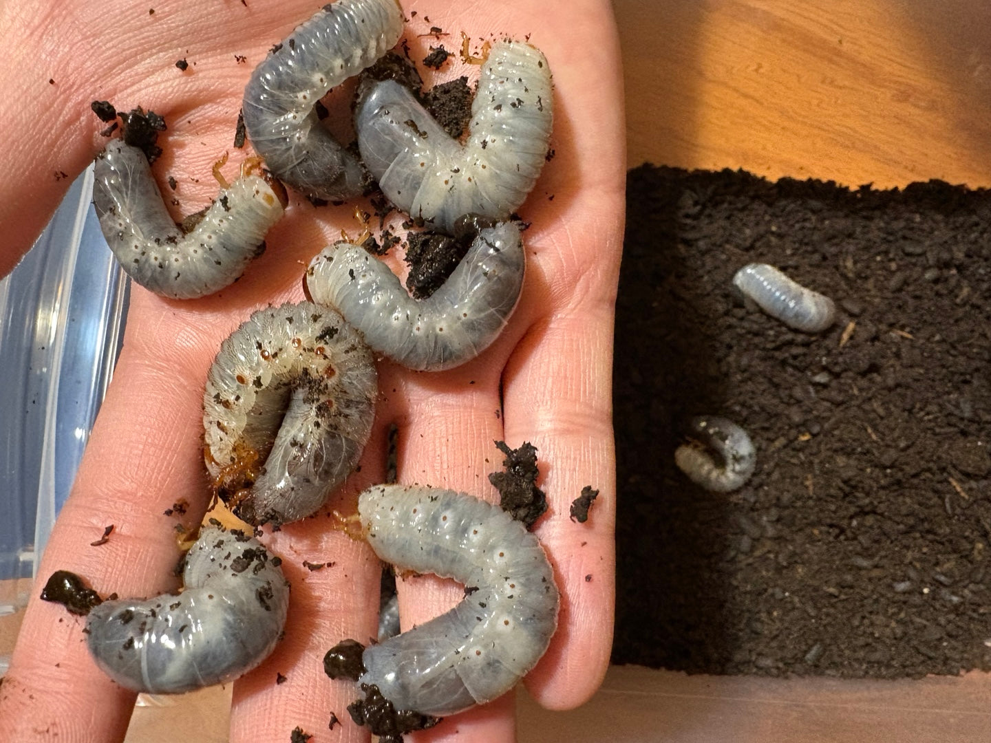 D. grantii larvae growth kit