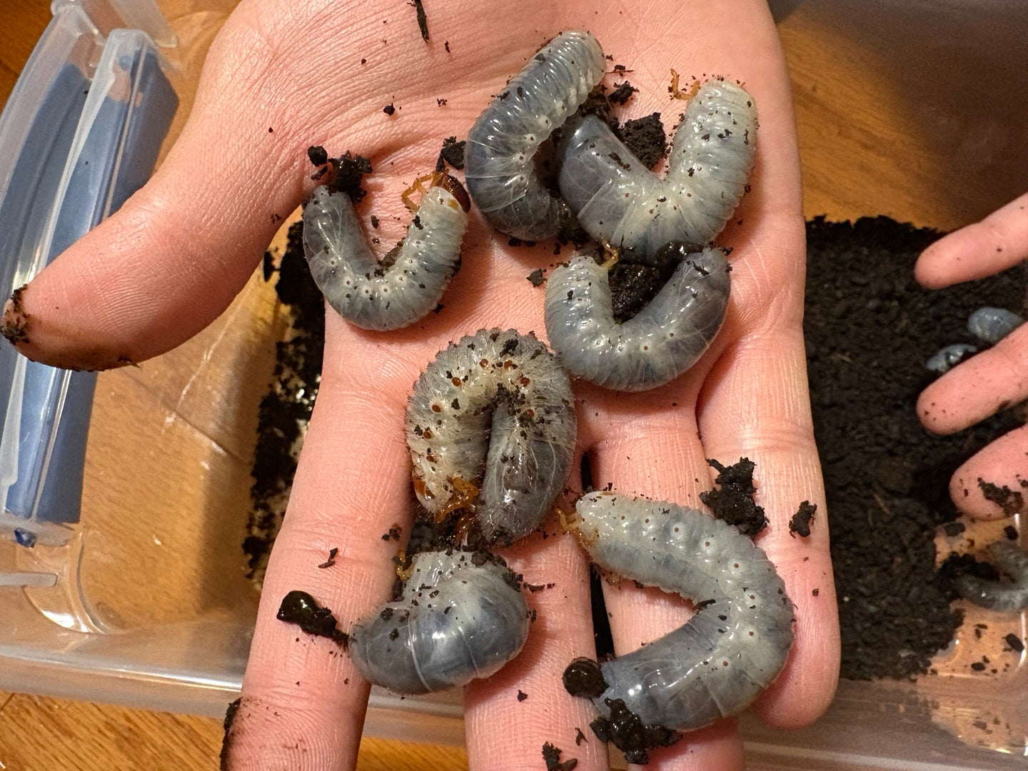 D. grantii larvae growth kit