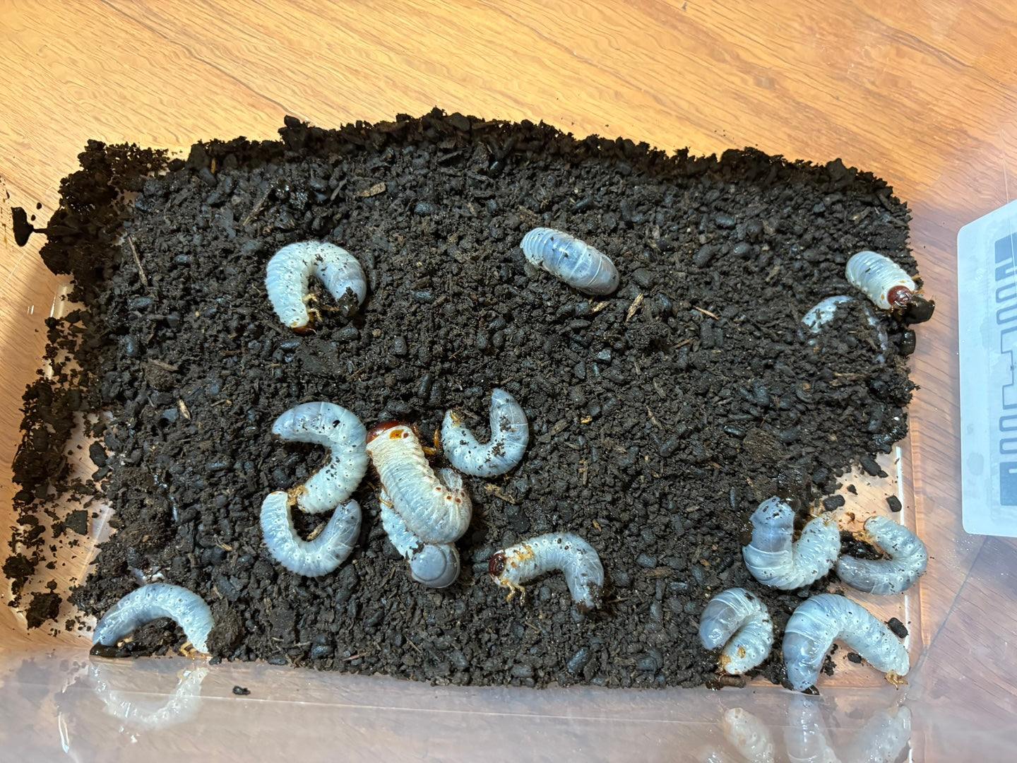D. grantii larvae growth kit