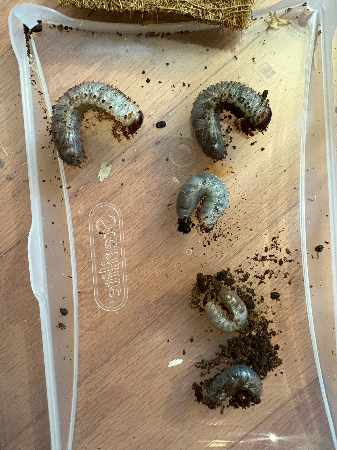 D. grantii larvae growth kit