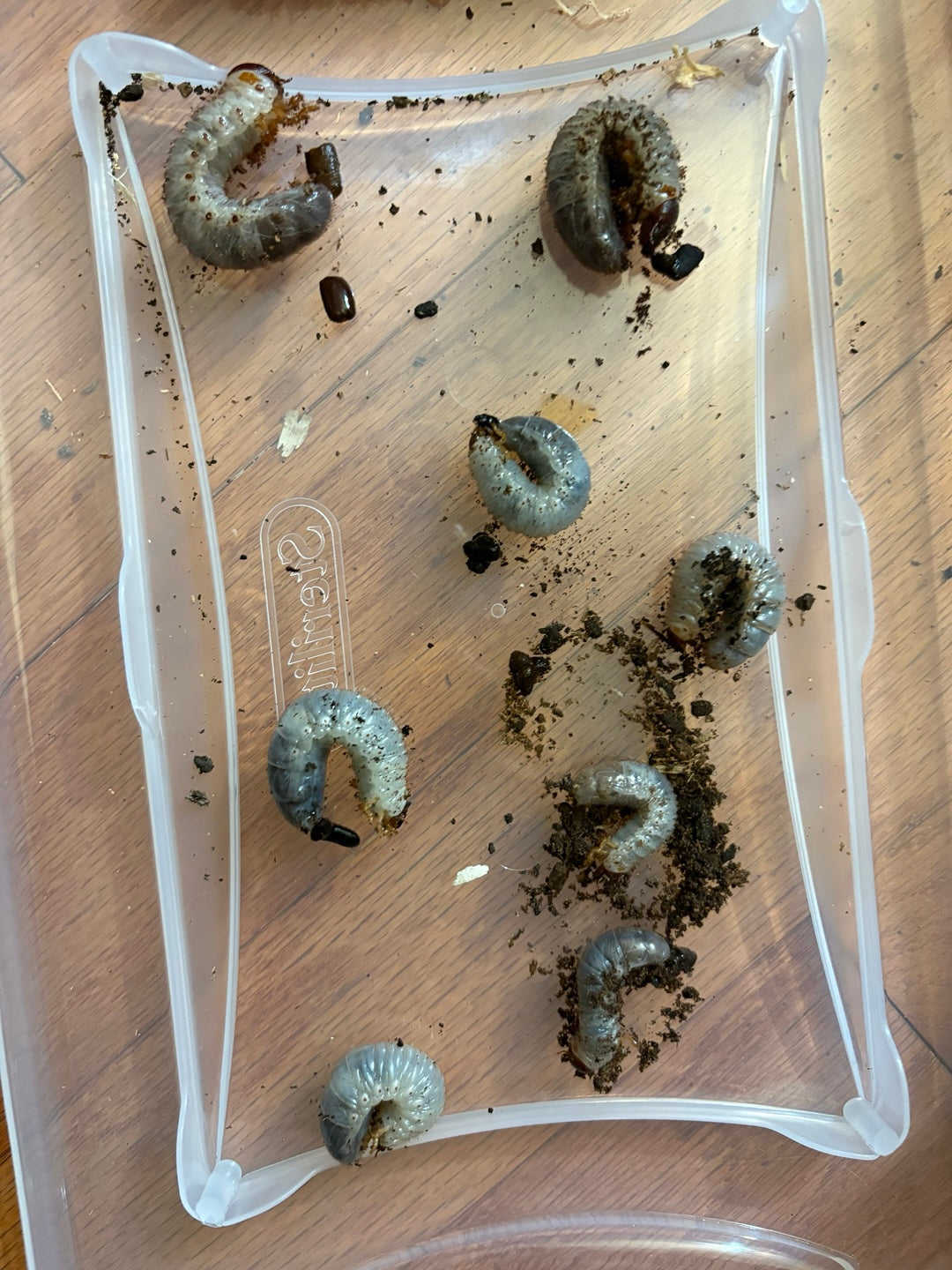 D. grantii larvae growth kit