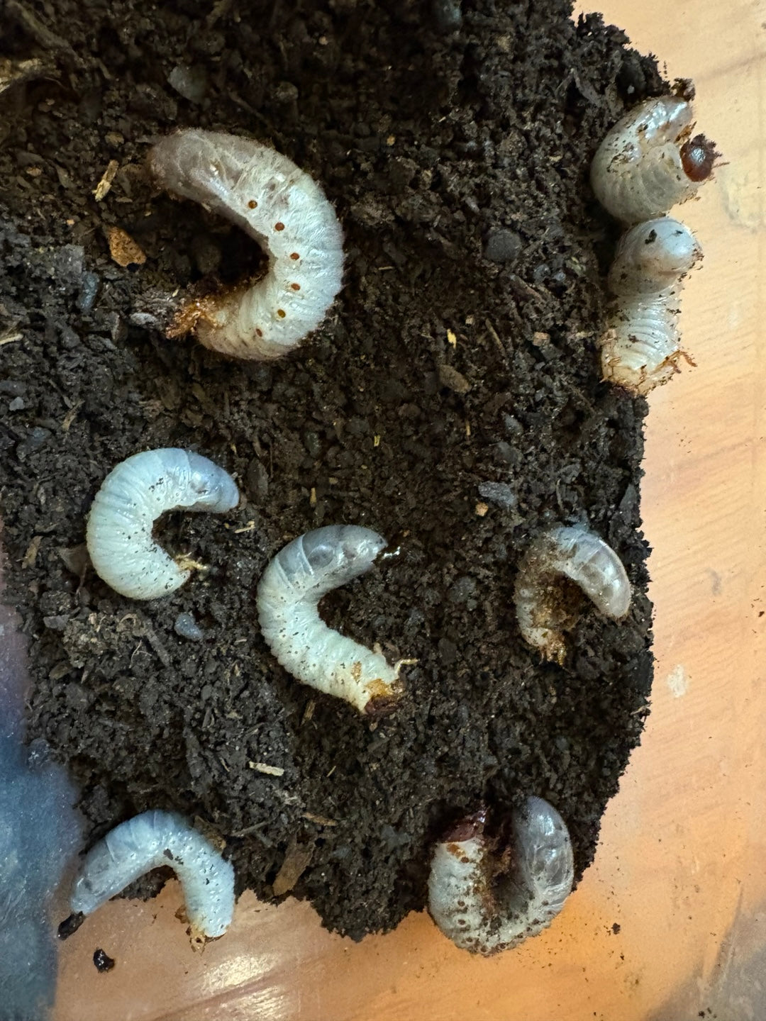 D. grantii larvae growth kit