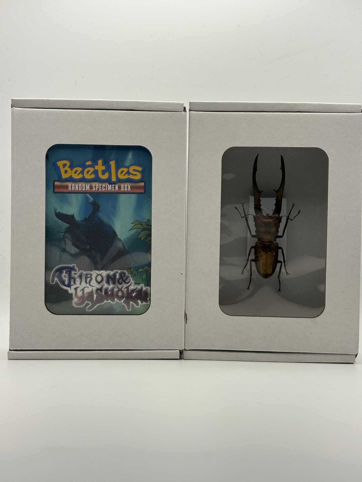 Beetle Blind Box