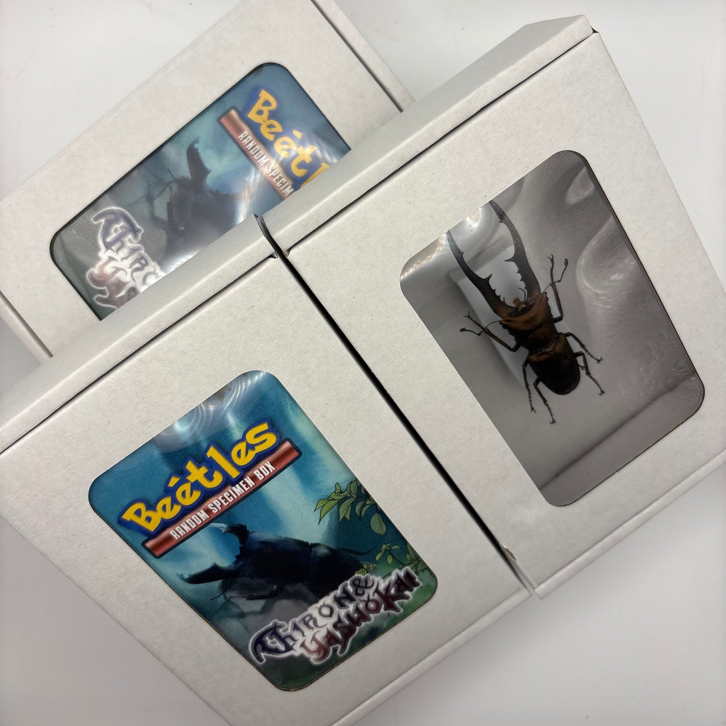 Beetle Blind Box