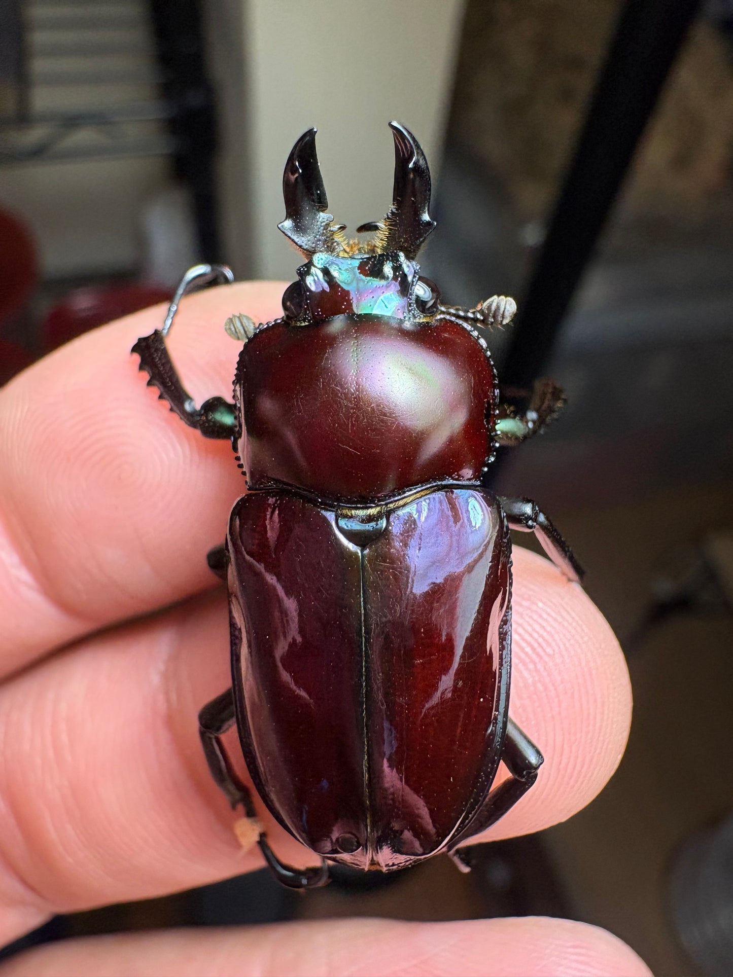 rainbow stag beetle (purple)