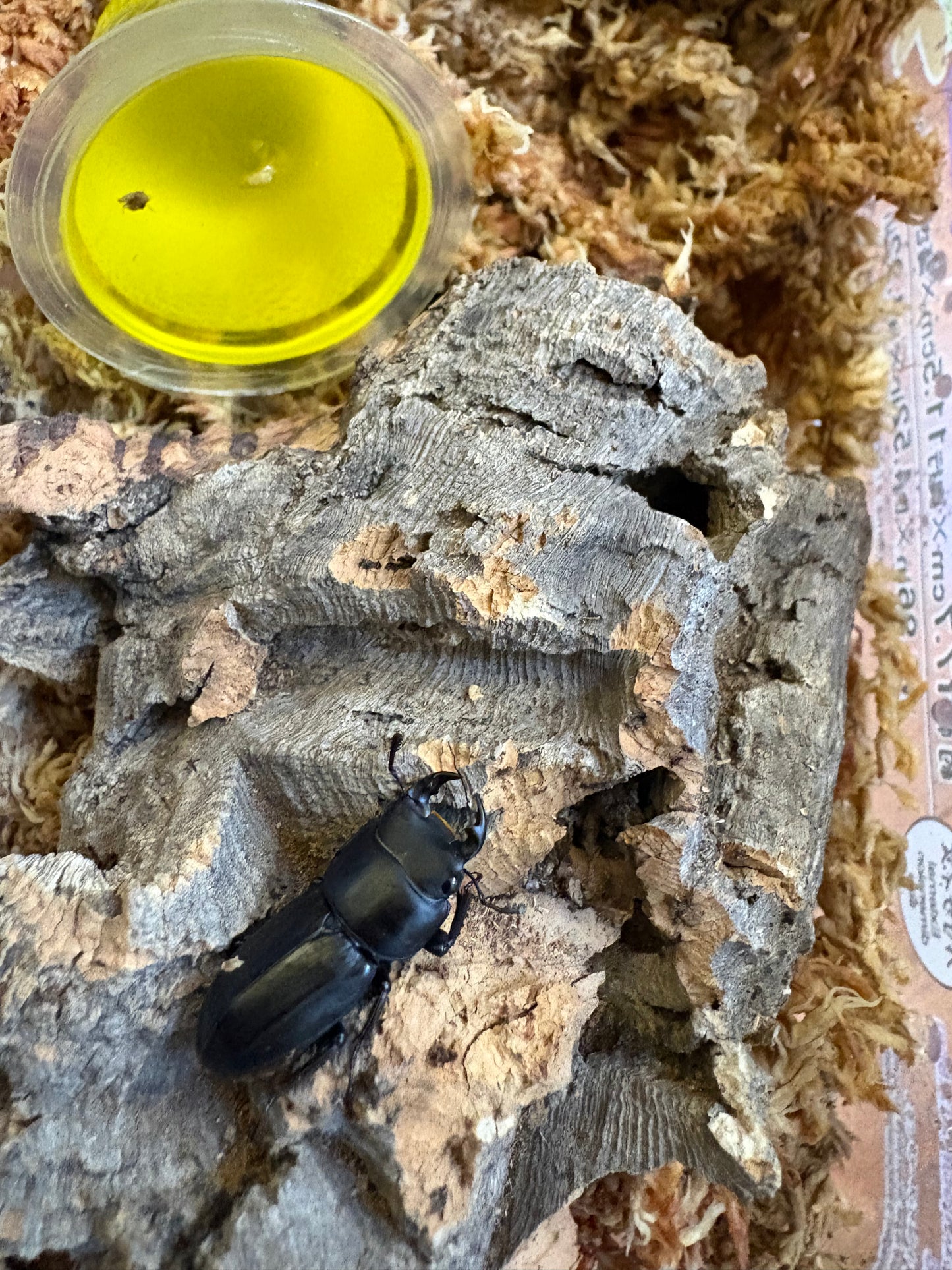 Musimon Stag Beetle