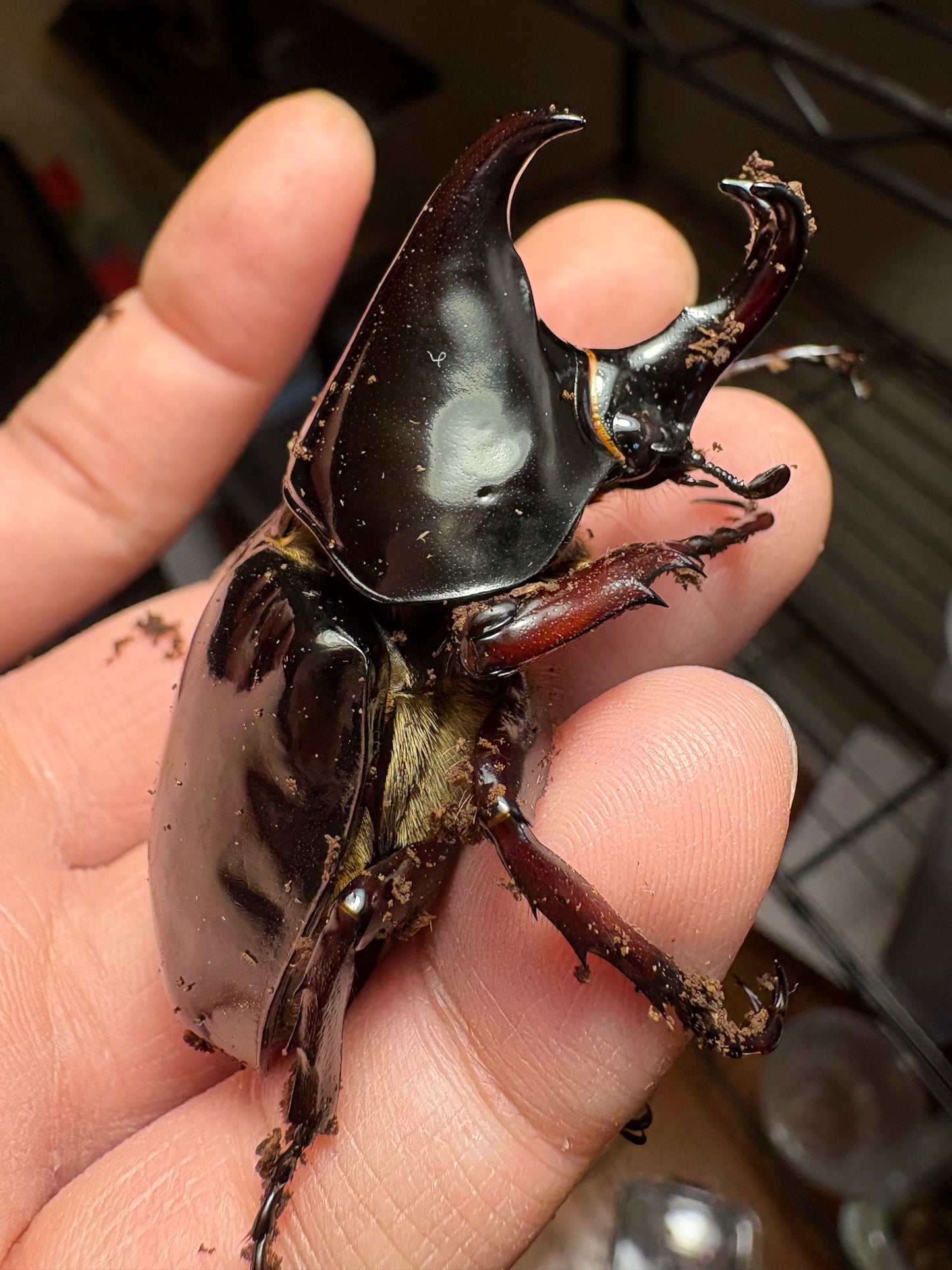 Xylotrupes pachycera adults