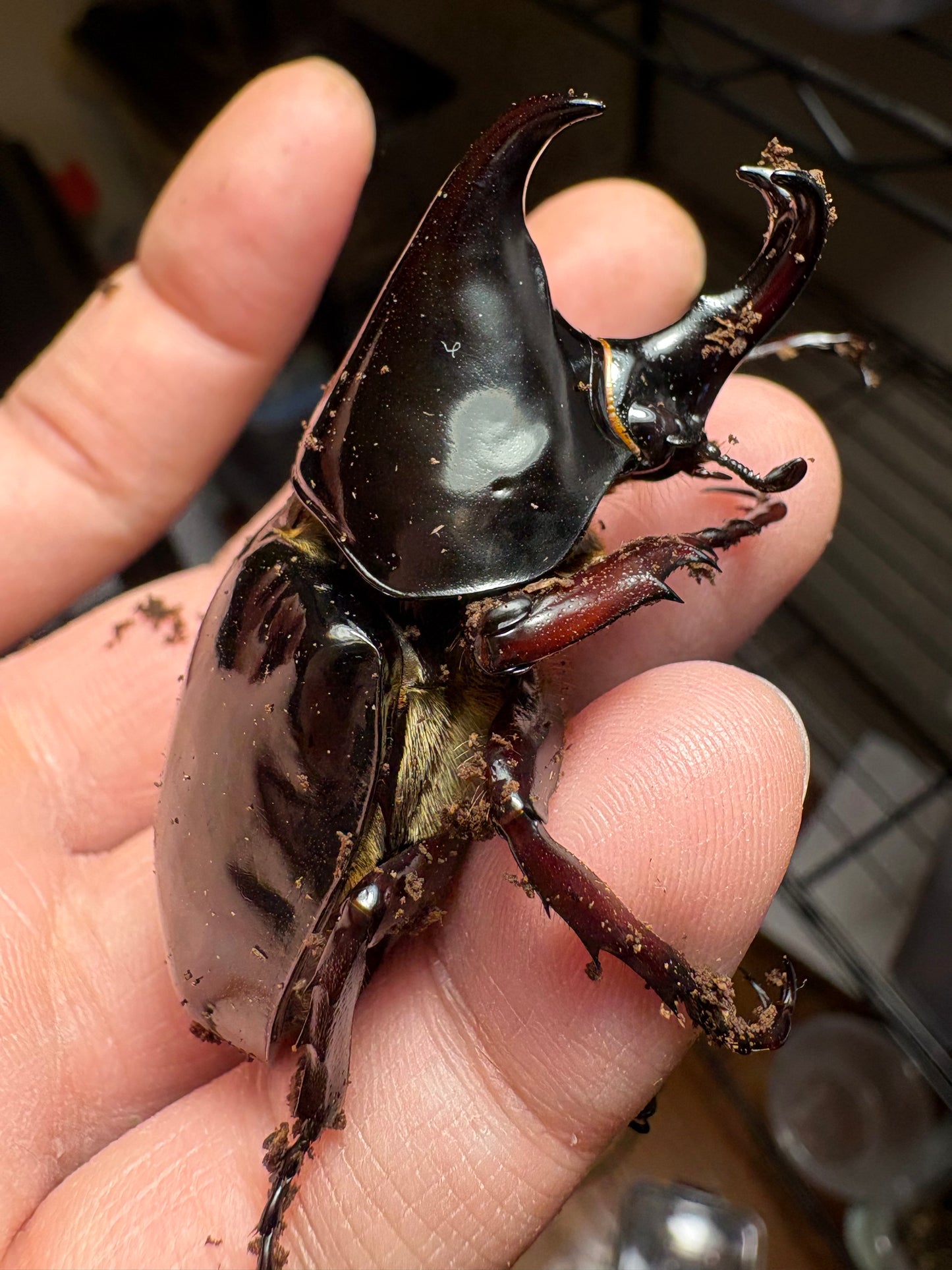 Xylotrupes pachycera adults