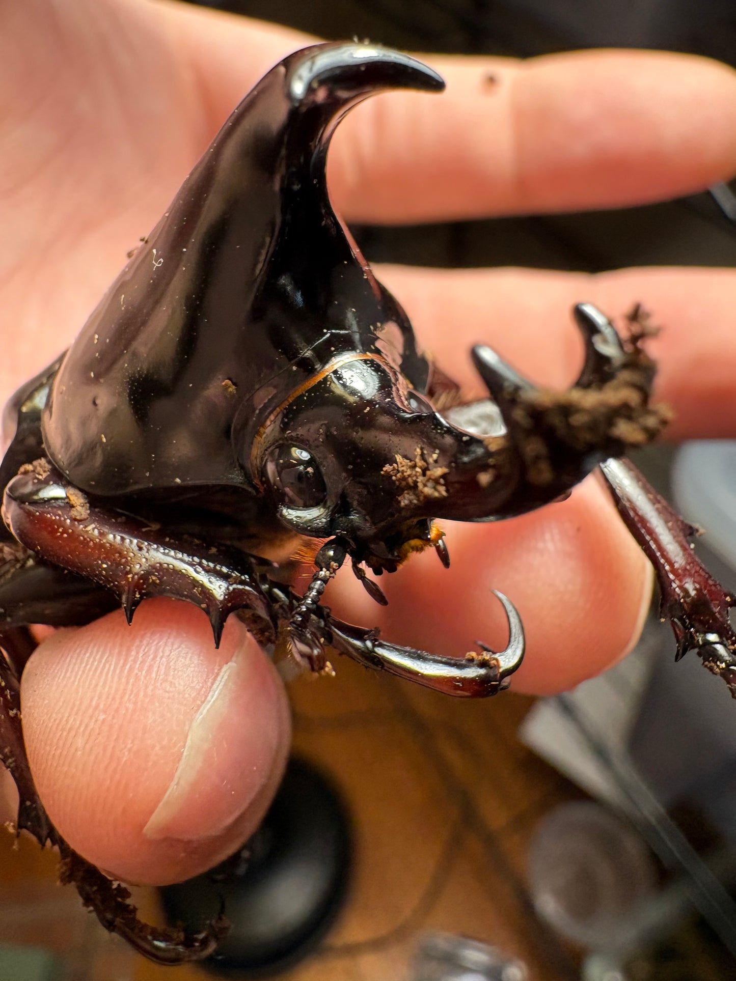 Xylotrupes pachycera adults