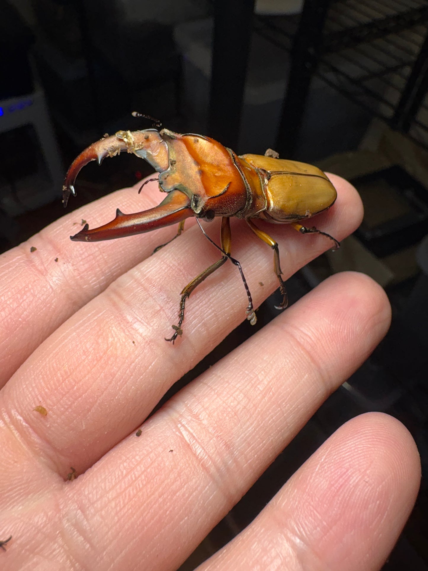 Cyclommatus mniszechi