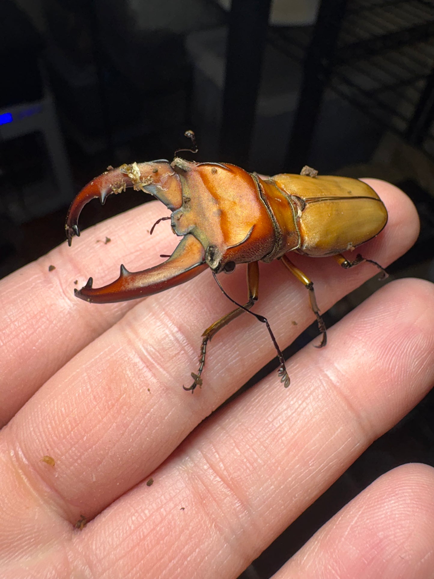 Cyclommatus mniszechi