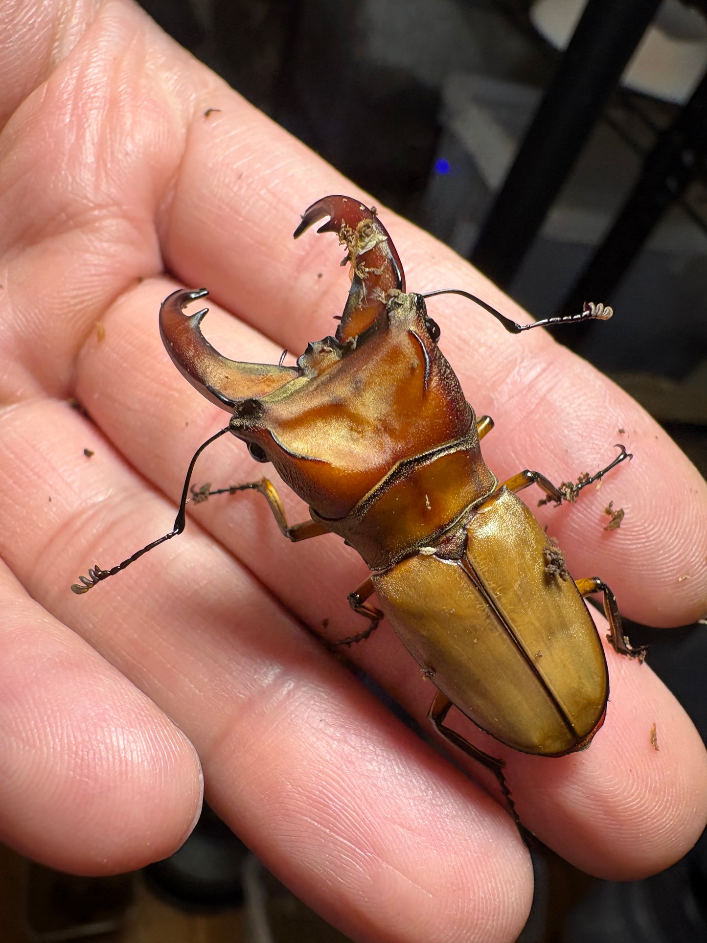 Cyclommatus mniszechi