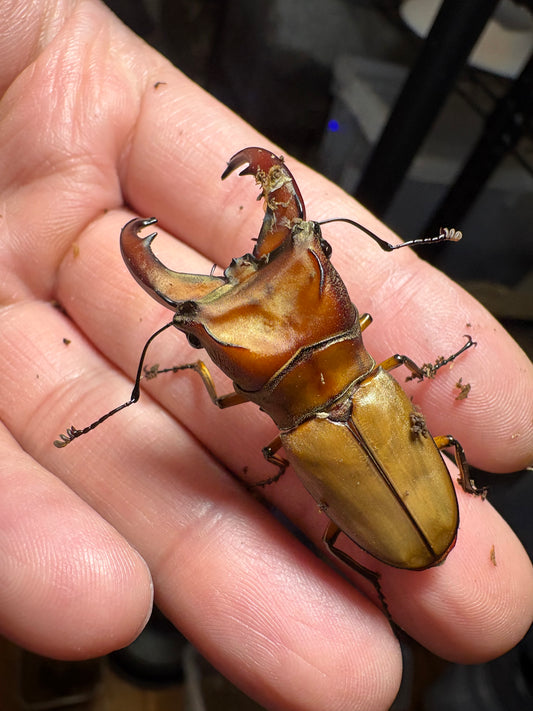 Cyclommatus mniszechi