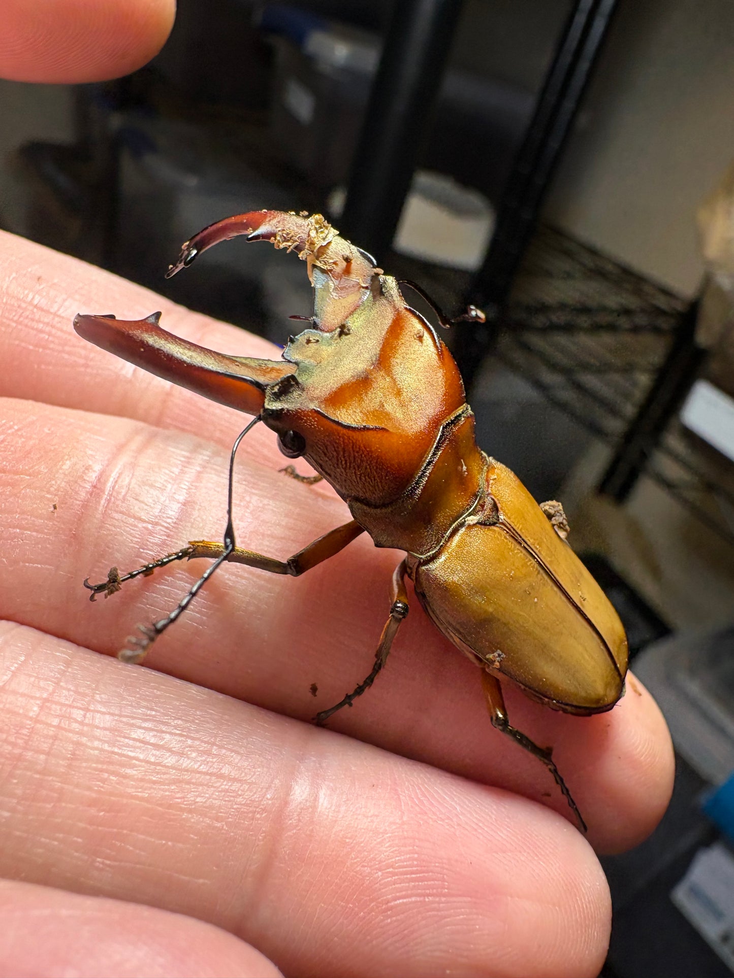 Cyclommatus mniszechi