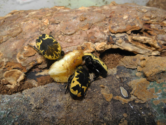 G. thula larvae ct. 5