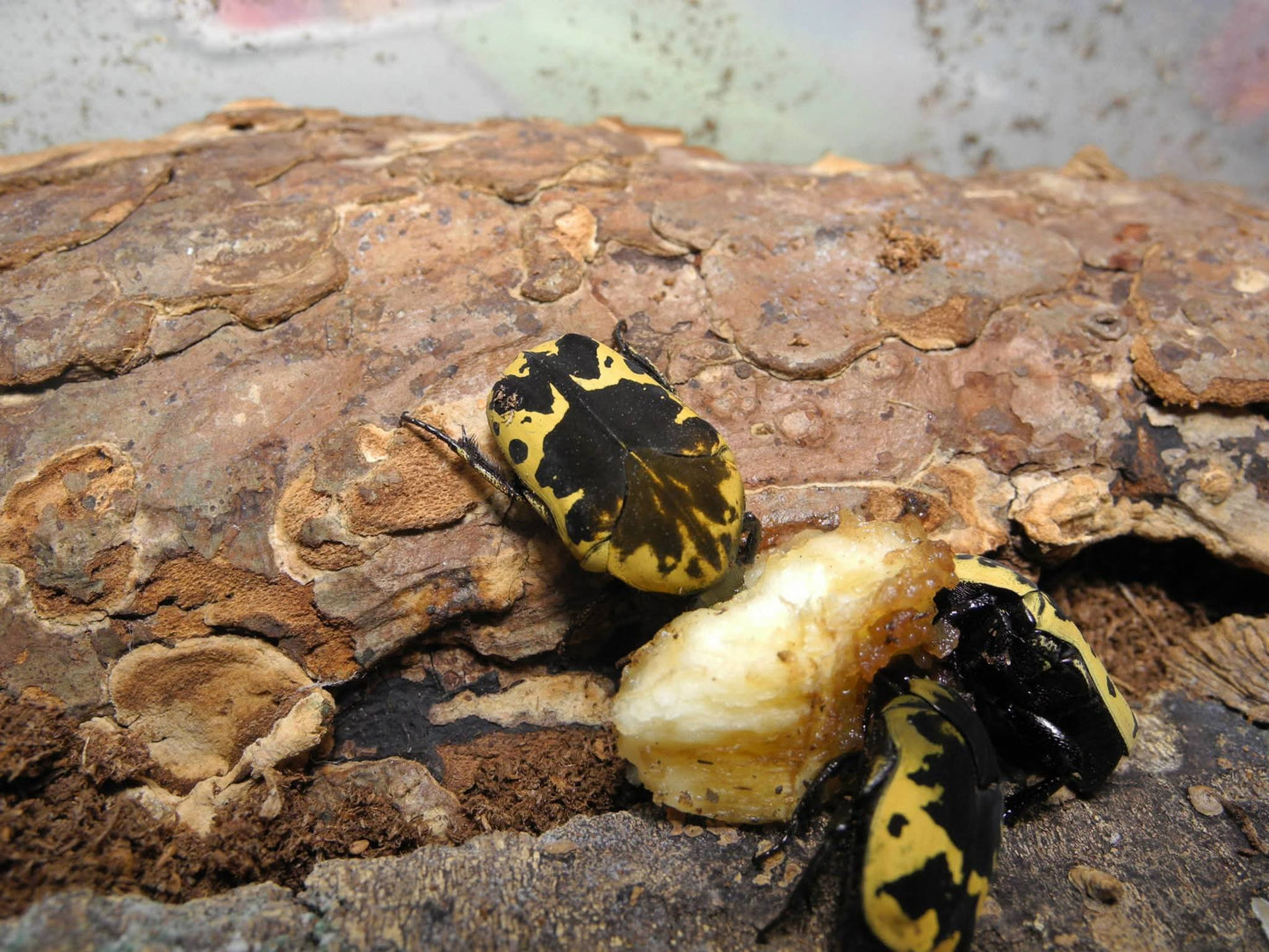 G. thula larvae ct. 5