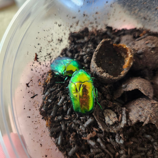 Protaetia speciosissima larvae
