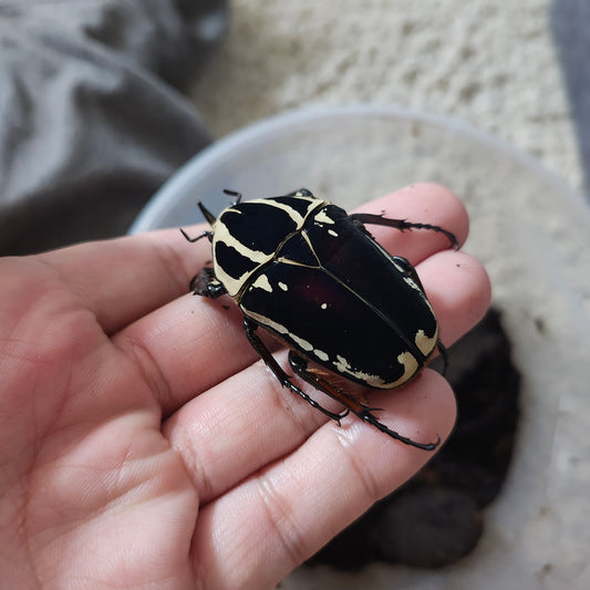 Mecynorhina torquata ugandensis - black
