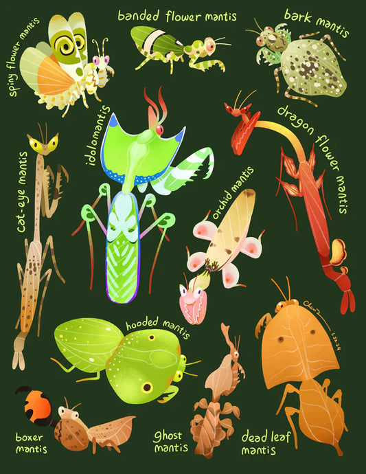 Praying mantis print