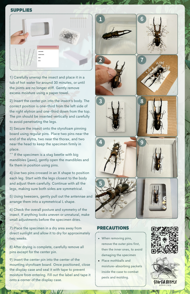 Beetle Blind Box