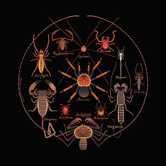 Arachnids print