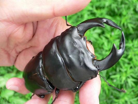 Dorcus antaeus antaeus