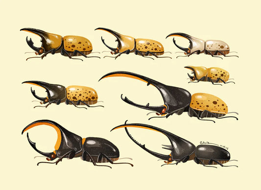 Hercules beetle print