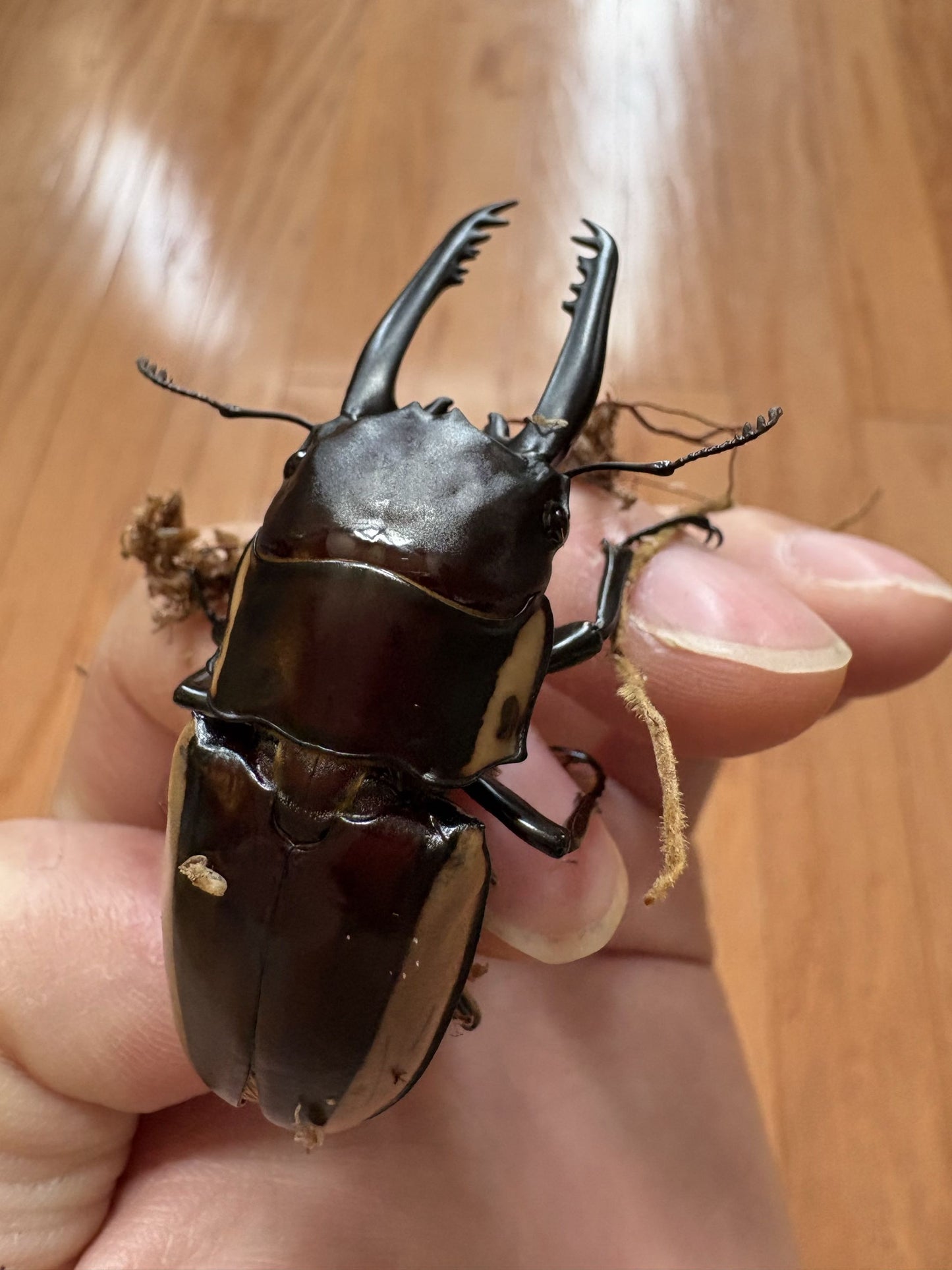 Prosopocoilus bison cinctus