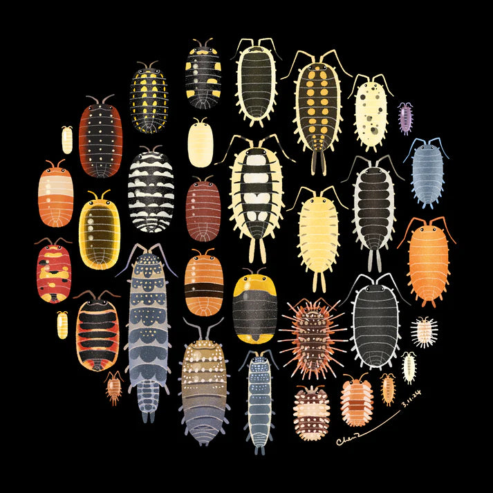 Isopod print