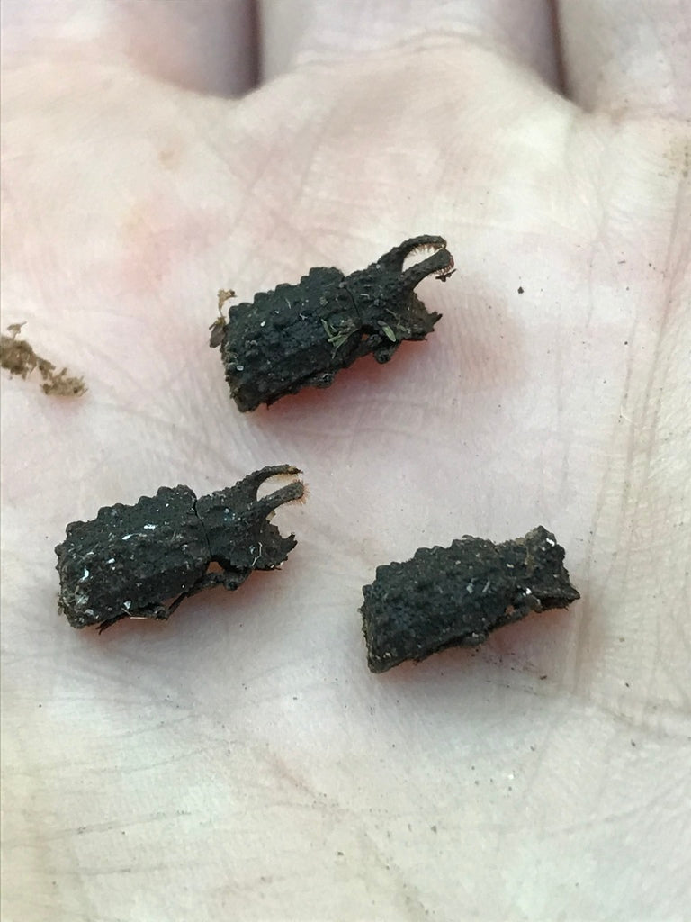 Forked Fungus Beetle - Bolitotherus cornutus