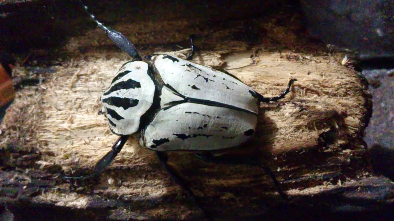 Goliathus orientalis preissi