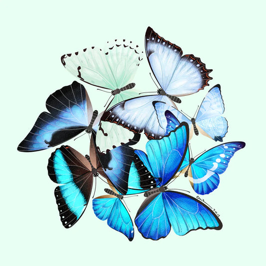 Morpho butterflies print