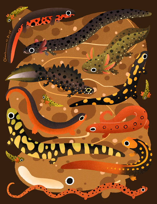 "Salamanders and newts" print