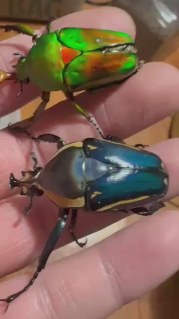 Blue Derby Flower Beetle