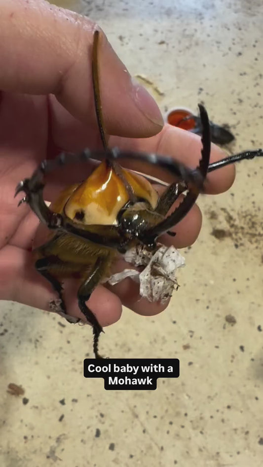 Porter's Rhino Beetle (Golofa porteri)