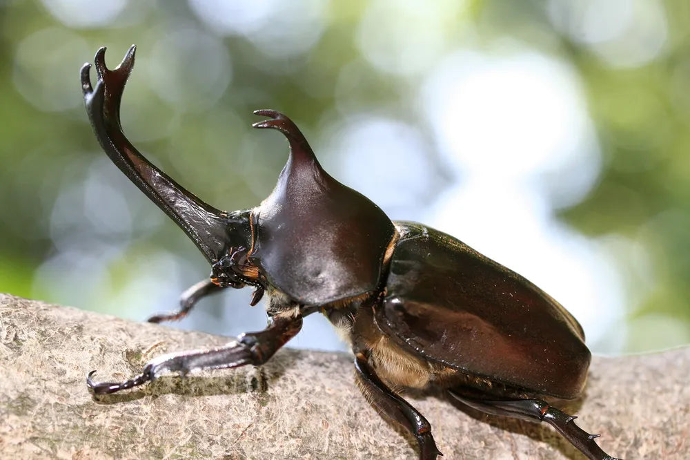 Trypoxylus dichotomus septentrionalis