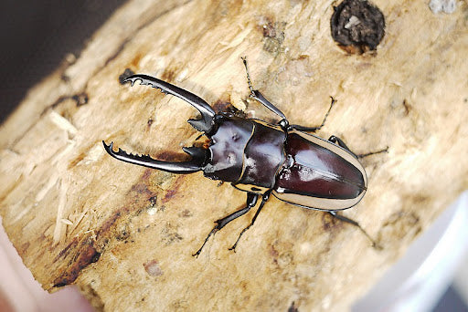 Bison Sawtooth Beetle