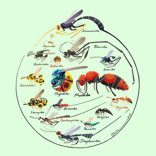 Parasitoid wasp print