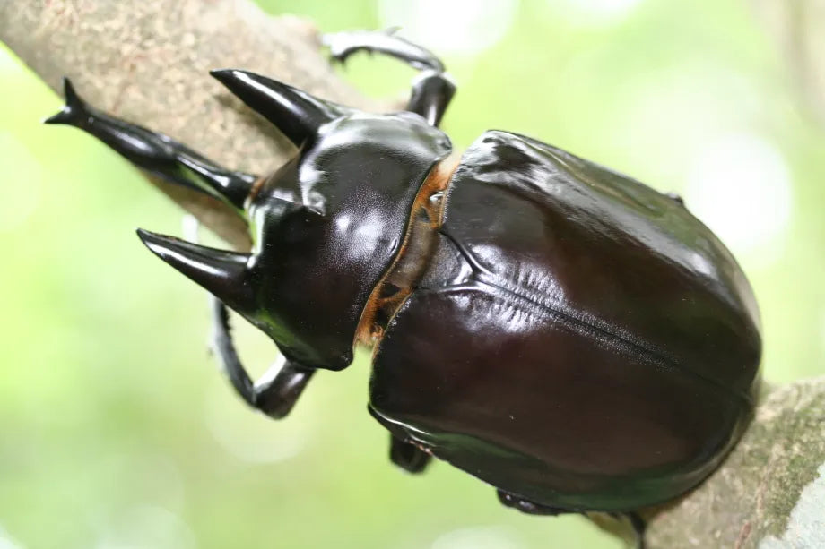 Megasoma actaeon larvae